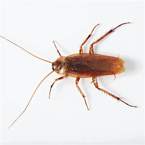 Bugs that look like cockroach. Things To Know About Bugs that look like cockroach. 